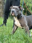 American bully valpar xl