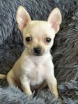 säljer två chihuahua valpar. 