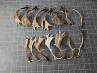 Horn