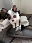 Liten tik (chihuahua/papillion) säljes 