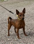 Dvärgpinscher