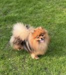 Pomeranian tik på 2 år