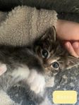 Kattungar