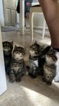 Kattungar 
