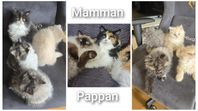 Charmiga kattungar söker sina för-alltid-hem!