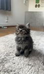 kattunge ragdoll/sibirisk