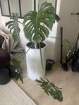 monstera med stor kruka