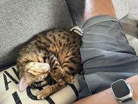 Cayenne, renrasig bengal, söker nytt hem