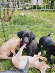 Nyfiken på en urhund?