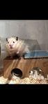 hamster 
