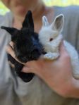 Angora