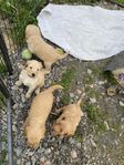 Shihdoodle valpar 