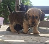 Schweenisar (shih tzu/tax