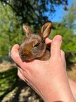 Belgisk hare ungar 