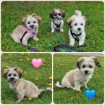Underbara Bichon Havanais/Shih tzu-valpar