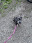 american bully valp