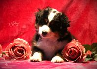 Miniature American Shepherd