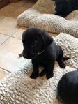 Labrador valpar