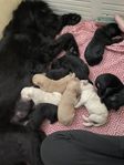valpar Labradoodle F2( multigen)