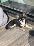 Underbar liten Chihuahua tik-SKK
