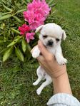 Chihuahua valpar