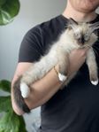 Ragdoll kattunge 