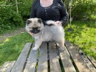 Keeshond 