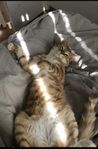 katter, extremt sociala. Med tillbehör.