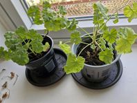 doftpelargon med vita små blommor