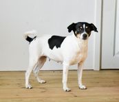 Dansksvensk Gårdhundssvalpar väntas v.25