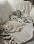 Mysiga kattungar Brittisk långhår/Ragdoll/Chinchilla perse