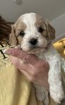 Cavapoo mini 