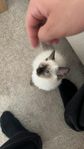 Mysig och gosig kattunge söker nytt kärleksfullt hem (4 m