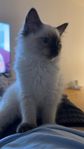 Mysig och gosig kattunge söker nytt kärleksfullt hem (4 m
