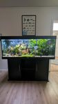 komplett Juwel 450 liters akvarium med fiskar