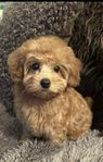 Multigen Australian Labradoodle Medium