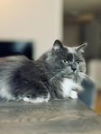 Katten söker nytt hem med utemöjligheter