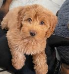 Multigen Australian Labradoodle Mini