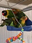 Dvärpapagegör/Love bird/Gd rival bur