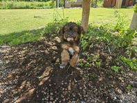 Liten valptik, Pudel/Jack Russel, levklar 30/5