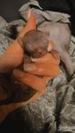 Underbara svarta Sphynxkattungar med stamtavla i Sverak