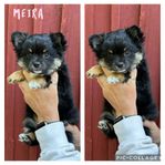 Charmiga ”pomchivalpar” (chihuahua/pomeranian)