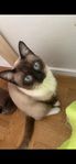 ragdoll