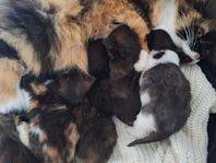 Chinchilla Perser/Skogkatt/Helig Birma