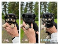 Underbara ”pomchivalpar” (chihuahua/pomeranian)