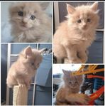 kattungar långhåriga 