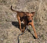 pinscher tik