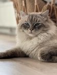 Ragdoll med stamtavla till avel 