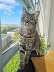 underbara katten Nala söker nytt hem!