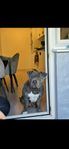 HUND EJ STERELISERAD